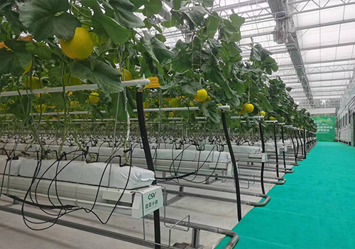 什么是无土栽培蔬菜，无土栽培蔬菜有哪些优点