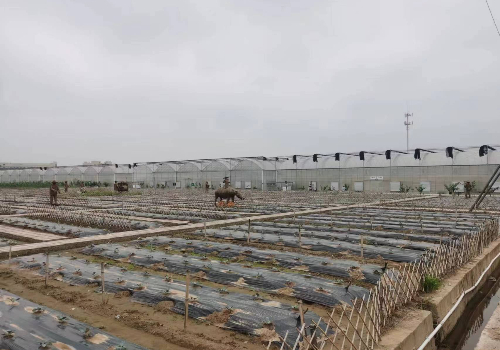 怎样建设蔬菜大棚？