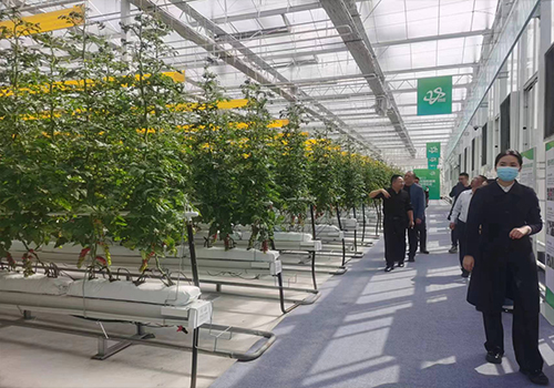 玻璃温室大棚建设需要注意什么？