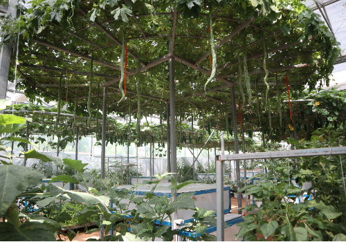 关于无土栽培蔬菜设计，进一步探索更多相关内容