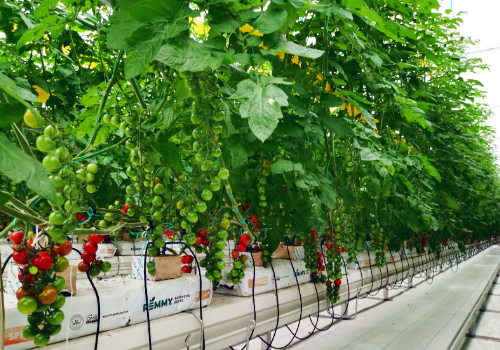 “银河999小玛丽水果游戏”的荷兰模式无土栽培设计厂家