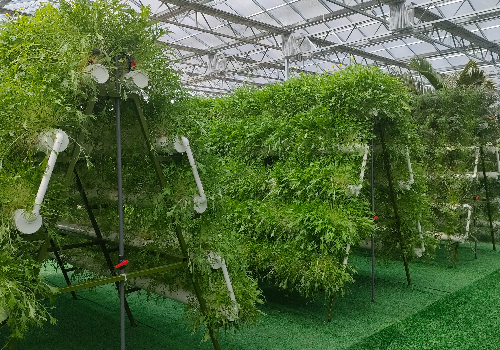 什么是无土栽培立体种植？