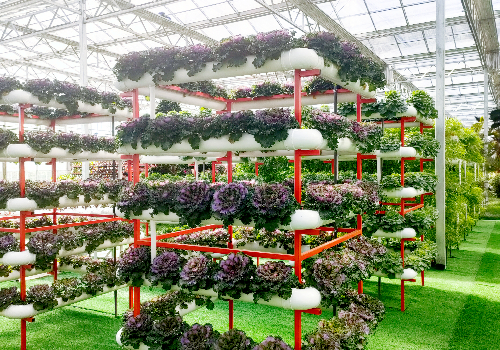 节水节能无土栽培设备，推动农业可持续发展