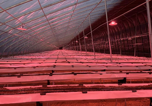 新型温室大棚，引领现代农业新潮流