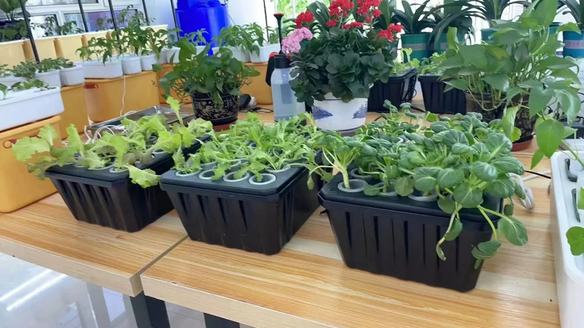 研学无土栽培设备